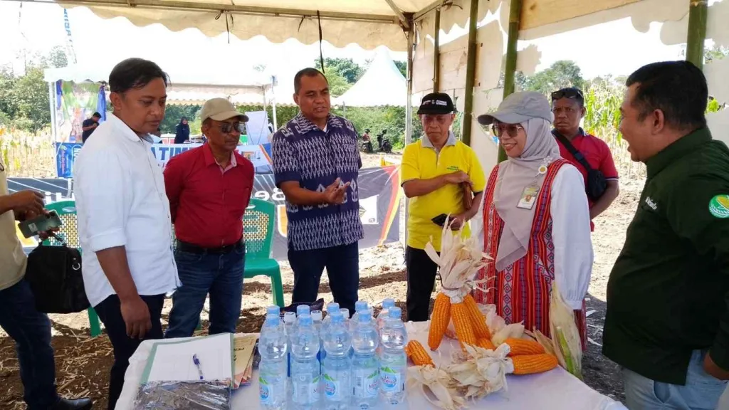 Bawang Merah NTT Tembus 20 Ton per Hektar, Kementan Bidik Daerah Ini Jadi Lumbung Jagung Nasional