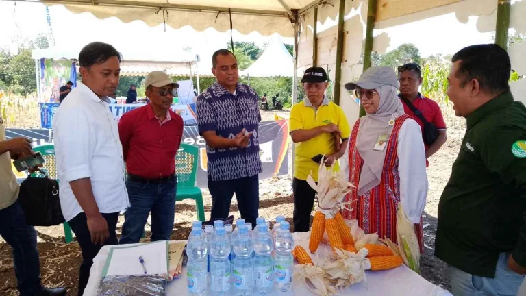 Bawang Merah NTT Tembus 20 Ton per Hektar, Kementan Bidik Daerah Ini Jadi Lumbung Jagung Nasional