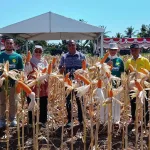 Dari Lahan Kering Menuju Lumbung Pangan, NTT Genjot Revolusi Jagung dan Bawang Merah