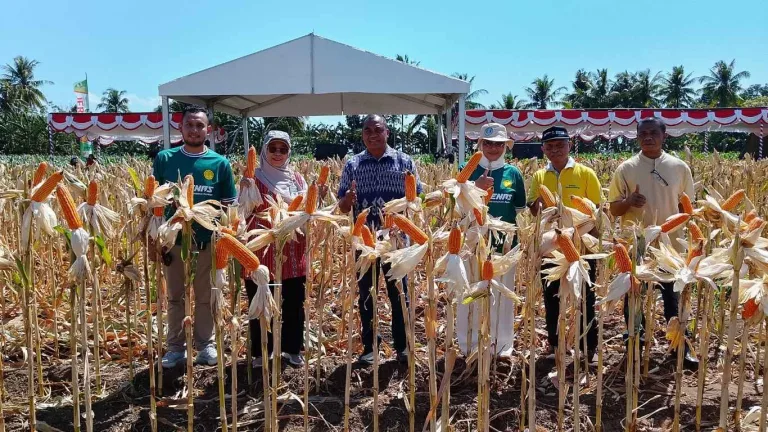 Dari Lahan Kering Menuju Lumbung Pangan, NTT Genjot Revolusi Jagung dan Bawang Merah