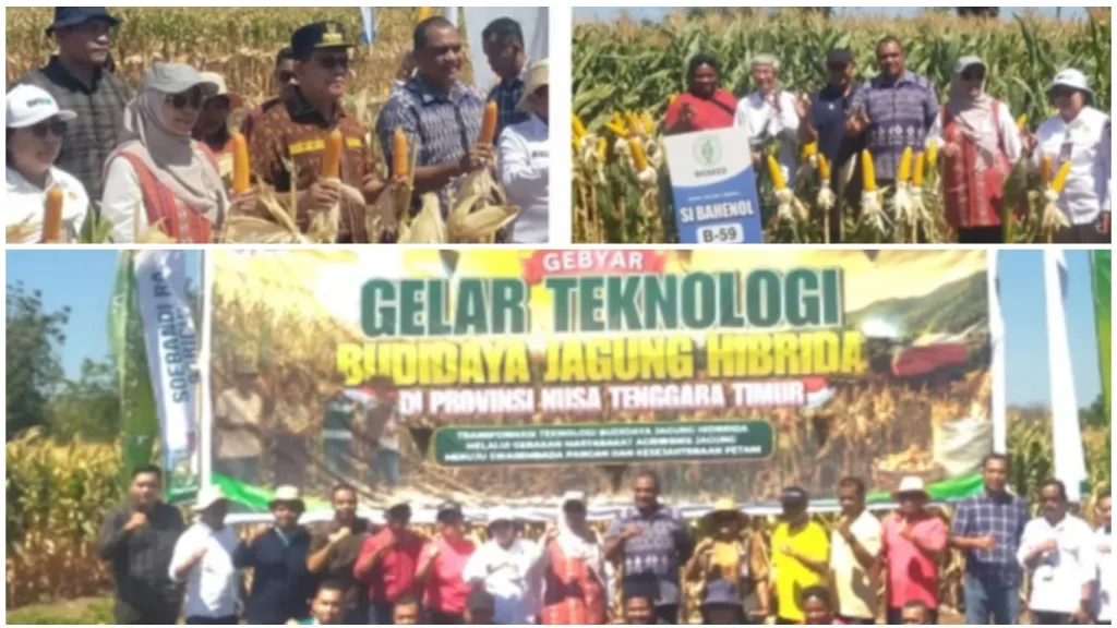 Dari Lahan Kering, NTT Bangun Sentra Jagung dan Bawang Merah Berbasis Teknologi