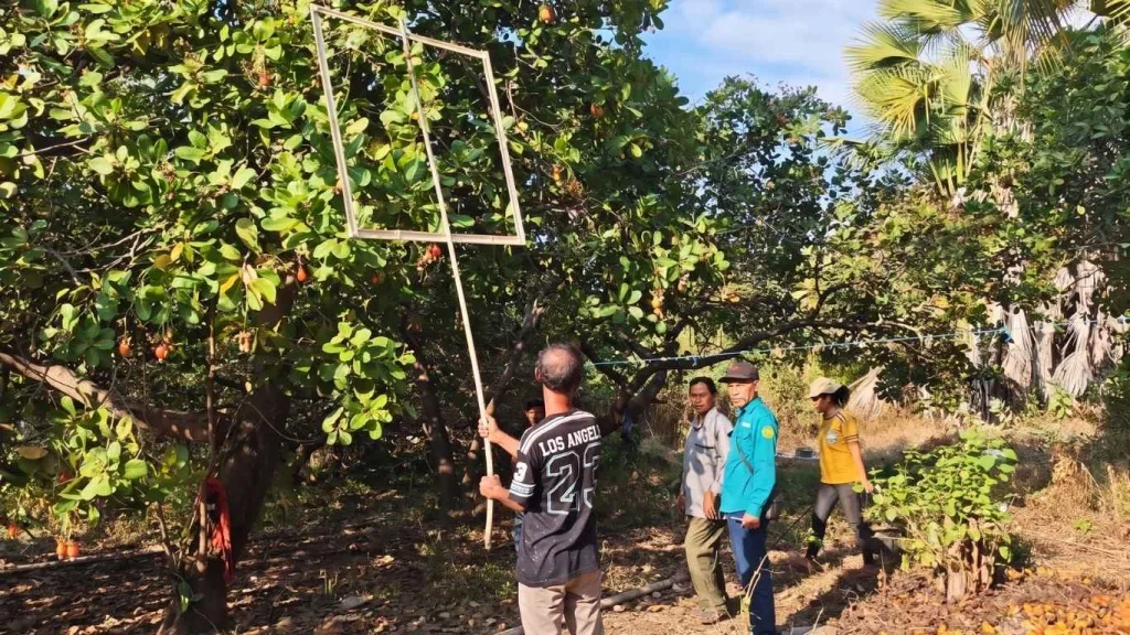 Evaluasi Sertifikasi Kebun Induk Jambu Mete di Maurole Ende, Pastikan Ketersediaan Benih Unggul Berkelanjutan