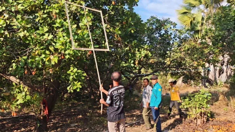 Evaluasi Sertifikasi Kebun Induk Jambu Mete di Maurole Ende, Pastikan Ketersediaan Benih Unggul Berkelanjutan