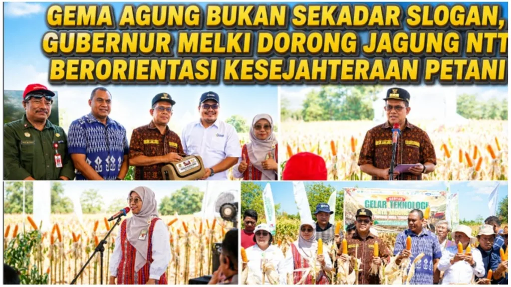 GEMA AGUNG Bukan Sekadar Slogan, Gubernur Melki Dorong Jagung NTT Berorientasi Kesejahteraan Petani