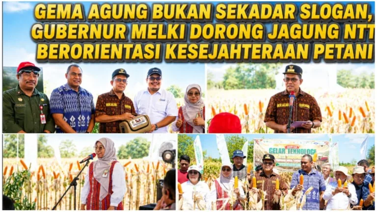GEMA AGUNG Bukan Sekadar Slogan, Gubernur Melki Dorong Jagung NTT Berorientasi Kesejahteraan Petani