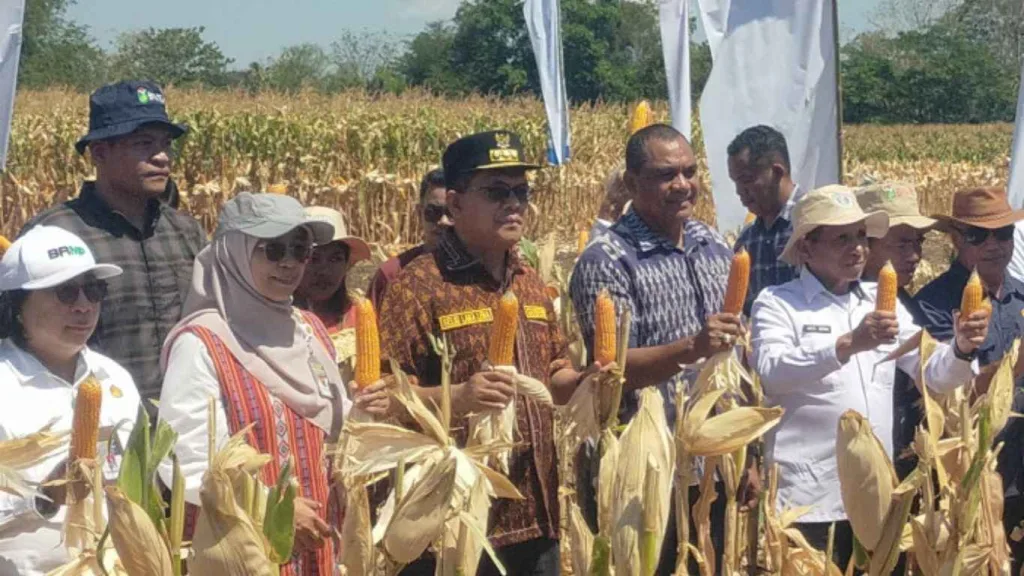 Jagung Hibrida Jadi Andalan Baru NTT, Gubernur Melki Luncurkan Gerakan Peningkatan Produktivitas Petani