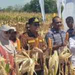 Jagung Hibrida Jadi Andalan Baru NTT, Gubernur Melki Luncurkan Gerakan Peningkatan Produktivitas Petani