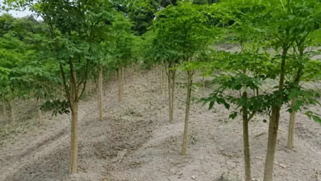 Kelor Sebagai Penopang Di Halaman Rumah Ada Gizi dan Peluang Ekonomi
