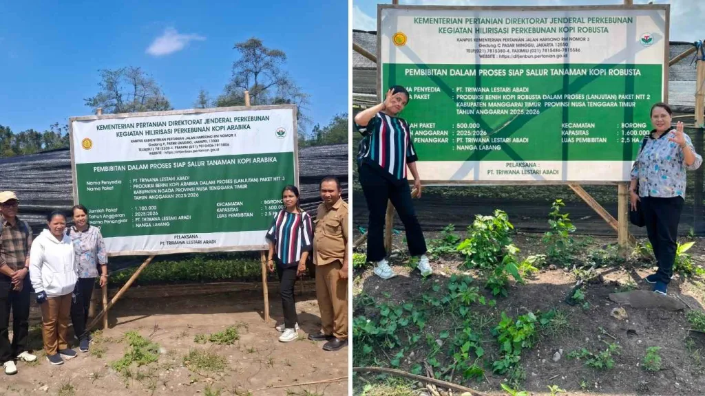 Monev Pembibitan Kopi NTT Pastikan Bibit Robusta dan Arabika Siap Salur