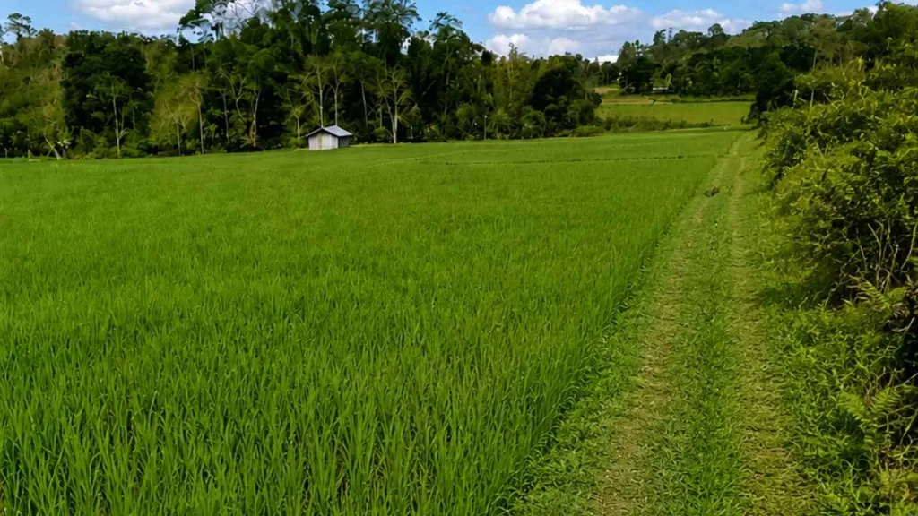 Monitoring Tanaman Padi dan Infrastruktur Pertanian Pascagempa di Manggarai Timur