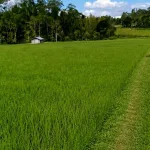 Monitoring Tanaman Padi dan Infrastruktur Pertanian Pascagempa di Manggarai Timur