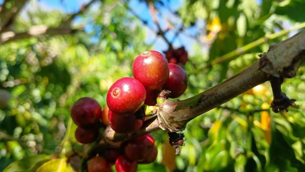 Panen Kopi Robusta di Kebun Dinas Detubapa Dukung Pengelolaan Berkelanjutan