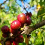 Panen Kopi Robusta di Kebun Dinas Detubapa Dukung Pengelolaan Berkelanjutan