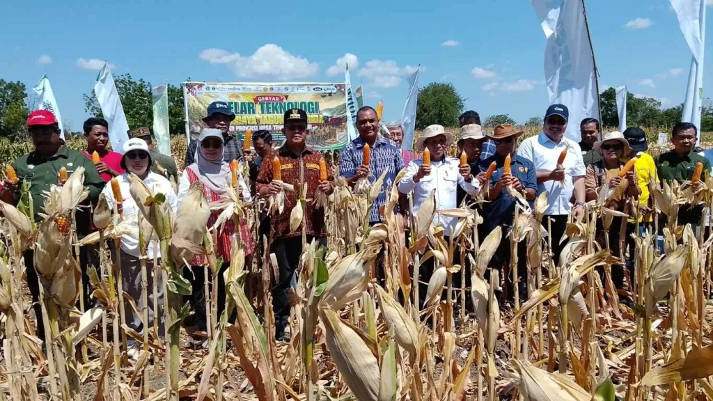 Peningkatan Produksi Jagung NTT Didorong dari BBI Tarus, Gubernur Tekankan Kesejahteraan Petani