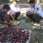 Bawang Merah TSS di BBI Tarus Tunjukkan Potensi Hasil 37,6 Ton per&hellip;