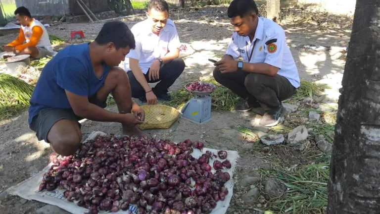 Bawang Merah TSS di BBI Tarus Tunjukkan Potensi Hasil 37,6 Ton per Hektare