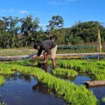 BBU Ogy Pindahkan Bibit Padi Inpari 32 ke Lahan Sertifikasi di Bajawa