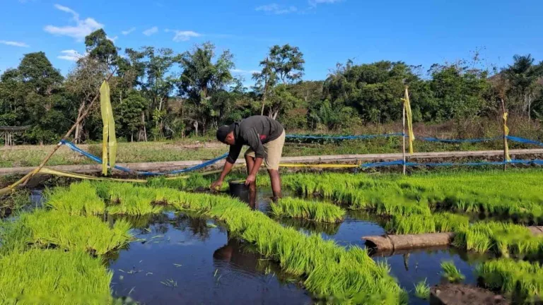 BBU Ogy Pindahkan Bibit Padi Inpari 32 ke Lahan Sertifikasi di Bajawa