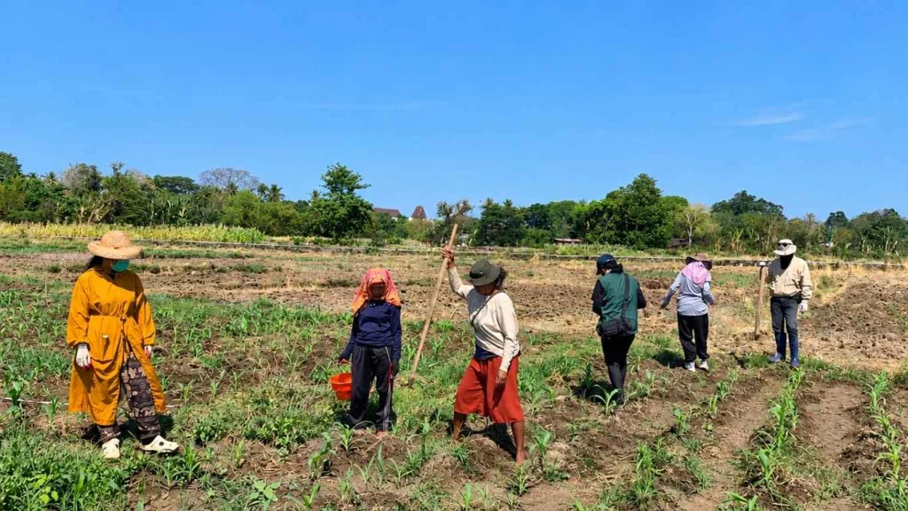 Belajar dari Lahan, CPNS Distankp NTT Ikut Rawat Jagung Hibrida di Demplot Oepura