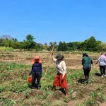 Belajar dari Lahan, CPNS Distankp NTT Ikut Rawat Jagung Hibrida di Demplot Oepura