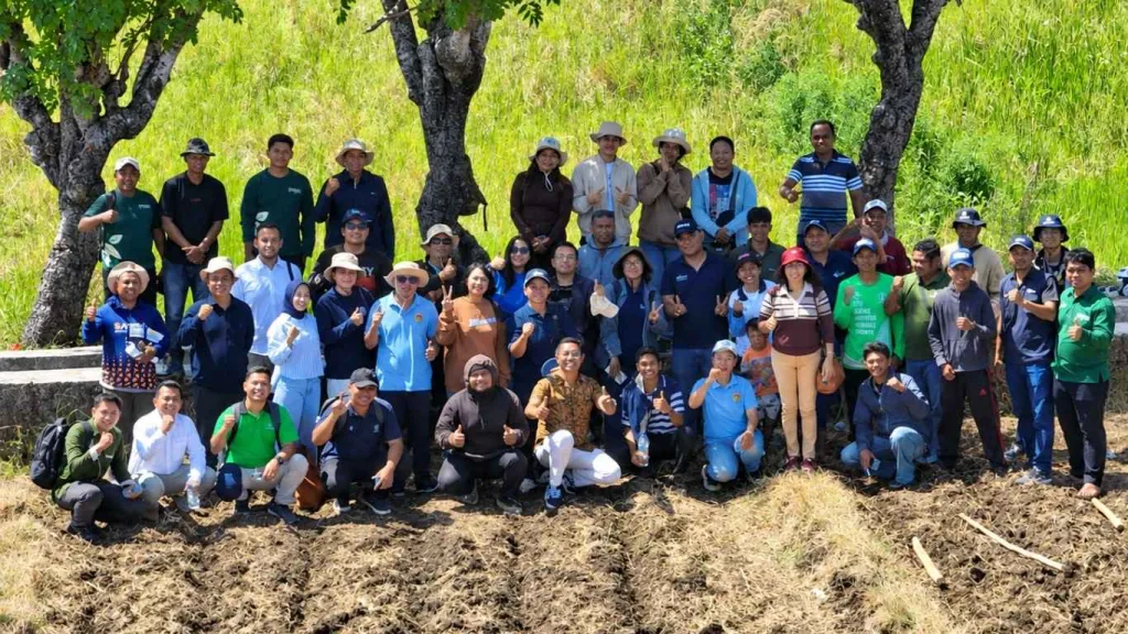 Demplot Ke-2 Gelar Teknologi Jagung Hibrida di Oepura Terus Tumbuh, Pemeliharaan Diperkuat
