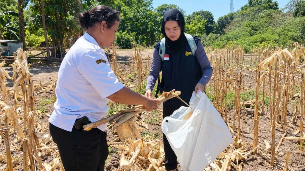 Dinas Pertanian NTT dan BBSP KEBTKE Ambil Sampel Biomassa Padi dan Jagung di Kupang