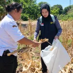 Dinas Pertanian NTT dan BBSP KEBTKE Ambil Sampel Biomassa Padi dan Jagung di Kupang