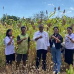Distan KP NTT Perkuat Kemitraan Petani dan Pelaku Usaha untuk Pengembangan Sorgum