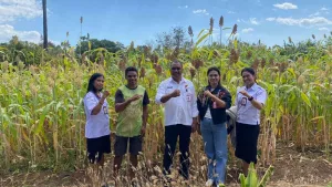 Distan KP NTT Perkuat Kemitraan Petani dan Pelaku Usaha untuk Pengembangan Sorgum