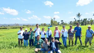 Gerdal Hama Tikus di Bereliku, POPT dan PPL Bergerak Bersama Lindungi Pertanaman Padi