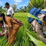 Gerdal OPT Tikus di Malaka Tengah, Lindungi Pertanaman Padi di Suai dan Umanen Lawalu