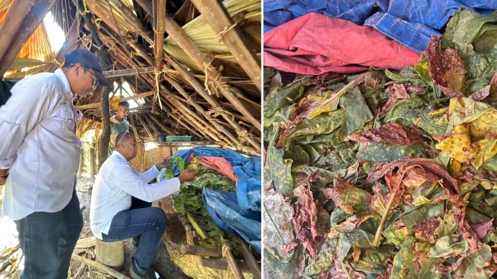 Kadis Pertanian NTT Pantau Pengembangan Tembakau di Oebelo, dari Pertanaman hingga Pascapanen