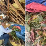 Kadis Pertanian NTT Pantau Pengembangan Tembakau di Oebelo, dari Pertanaman hingga Pascapanen
