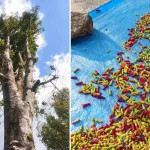 Kebun Dinas Otvai UPTD PKDLHP NTT Kelola Tanaman Cengkeh untuk Perkuat Produksi dan PAD Daerah
