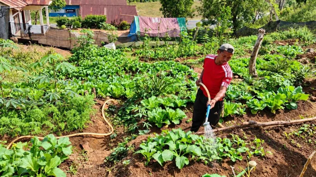 Kebun Dinas Roe Intensifkan Pemeliharaan Nursery Kopi Arabika dan Zona Hortikultura