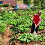 Kebun Dinas Roe Intensifkan Pemeliharaan Nursery Kopi Arabika dan Zona Hortikultura