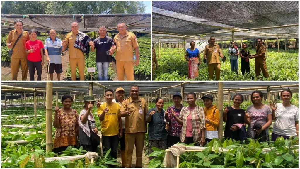 Kepala Dinas Pertanian NTT Tinjau Penangkar Benih Perkebunan di Sikka, Dorong Kualitas Komoditas Unggulan Petani