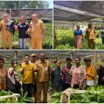 Kepala Dinas Pertanian NTT Tinjau Penangkar Benih Perkebunan di Sikka, Dorong Kualitas Komoditas Unggulan Petani