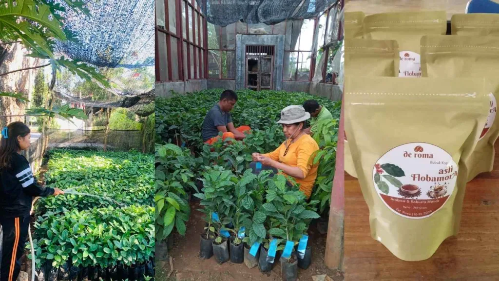 Kopi Deroma NTT dan pengelolaan kebun dinas