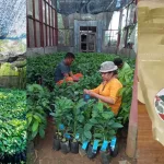 Kopi Deroma NTT dan pengelolaan kebun dinas