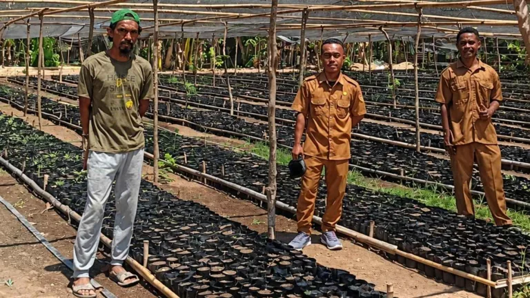 Monitoring Pembibitan Jambu Mete MPF 1 di Pailelang Alor, Dukung Ketersediaan Benih Unggul