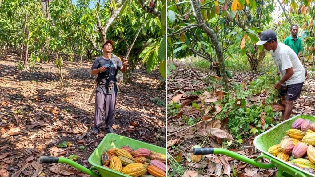 Panen Kakao Kebun Dinas Waikadada Dukung Produktivitas dan PAD NTT