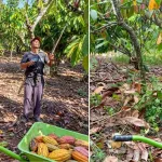 Panen Kakao Kebun Dinas Waikadada Dukung Produktivitas dan PAD NTT
