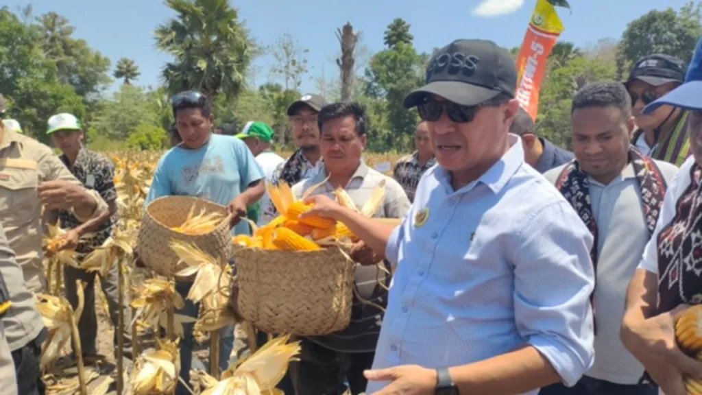 Panen Raya Jagung di Sulamu Tembus 10 Ton per Hektar, Bupati Kupang Garansi Hasil Panen Dibeli Pemerintah