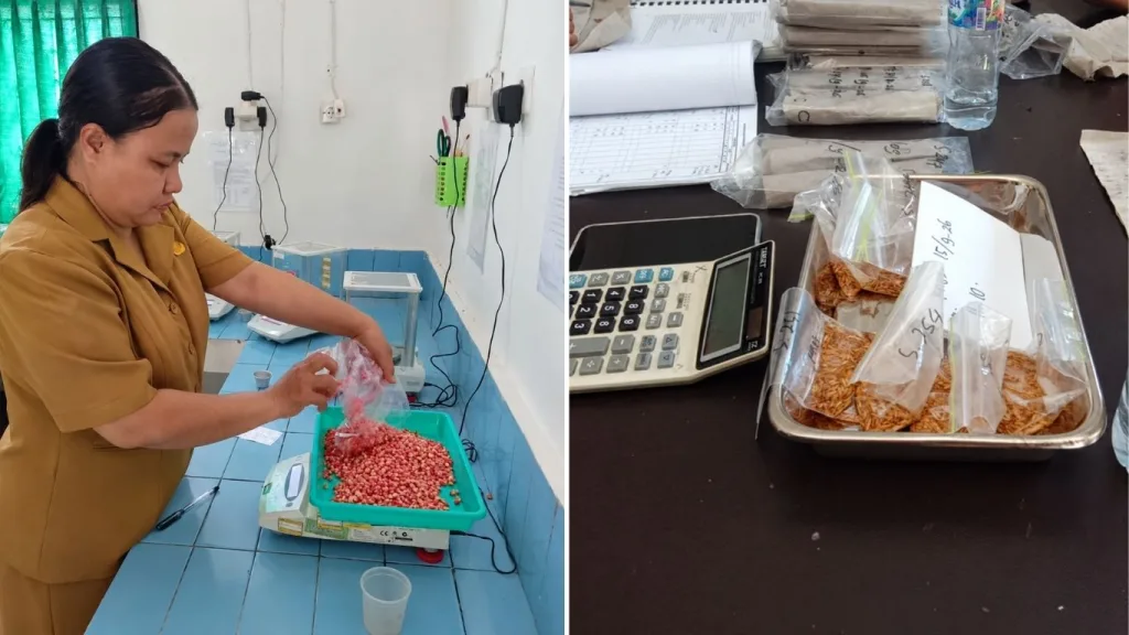 Pastikan Kualitas Benih, UPT PSB NTT Uji Jagung dan Benih Padi