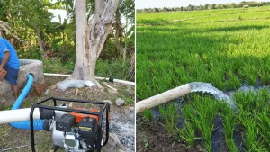 Pemprov NTT Perkuat Dukungan Pompanisasi Hadapi Dampak Kekeringan Lahan Padi di Kabupaten Kupang