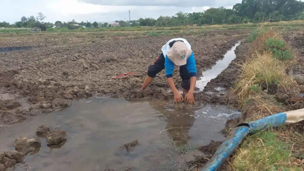 Pengairan hingga Pemupukan Dikawal Bertahap