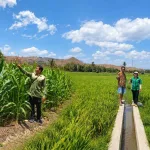 Pengawas Benih Tanaman Periksa Perbenihan Padi, Jagung dan Mangga di Kambera