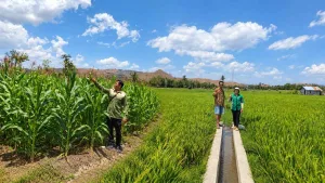 Pengawas Benih Tanaman Periksa Perbenihan Padi, Jagung dan Mangga di Kambera