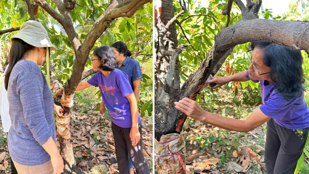 Pengendalian Kanker Batang Kakao Dilakukan UPTD PKDL-HP di Kebun Dinas Wairklau Sikka